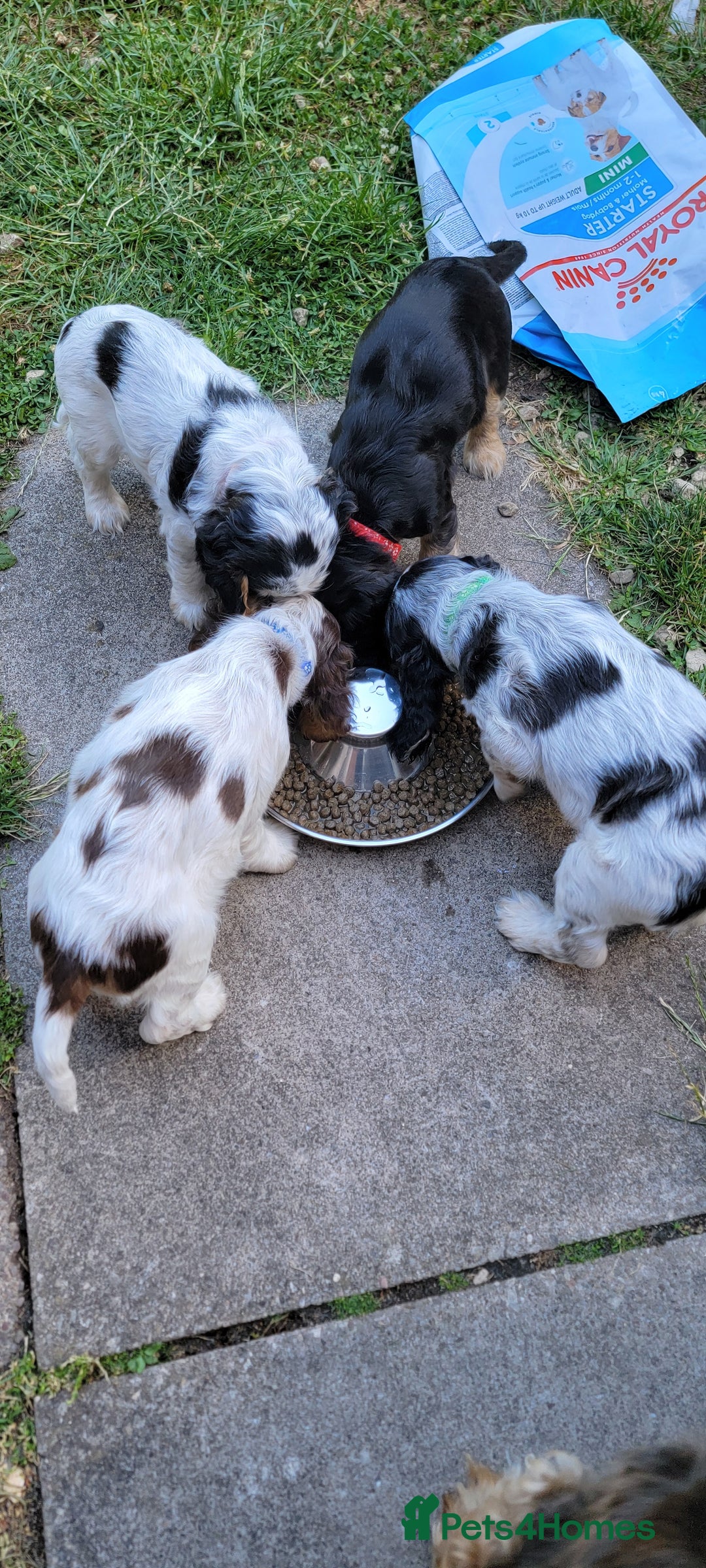 Cocker Spaniel dogs for sale: Blue Roan Tan-Sable Cocker Spaniel– KC bloodline - Image 31