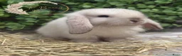 Mini Lop rabbits for sale: Gorgeous Pure Bred Mini Lops - Advert 14