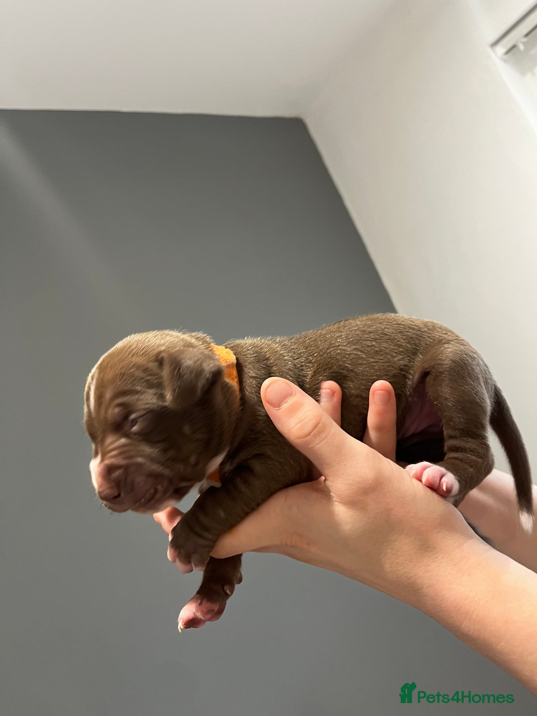 Mixed Breed dogs for sale: Staffy mix pups  - Image 19