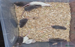 Rat rodents for sale: Male and female rats  - Advert 2