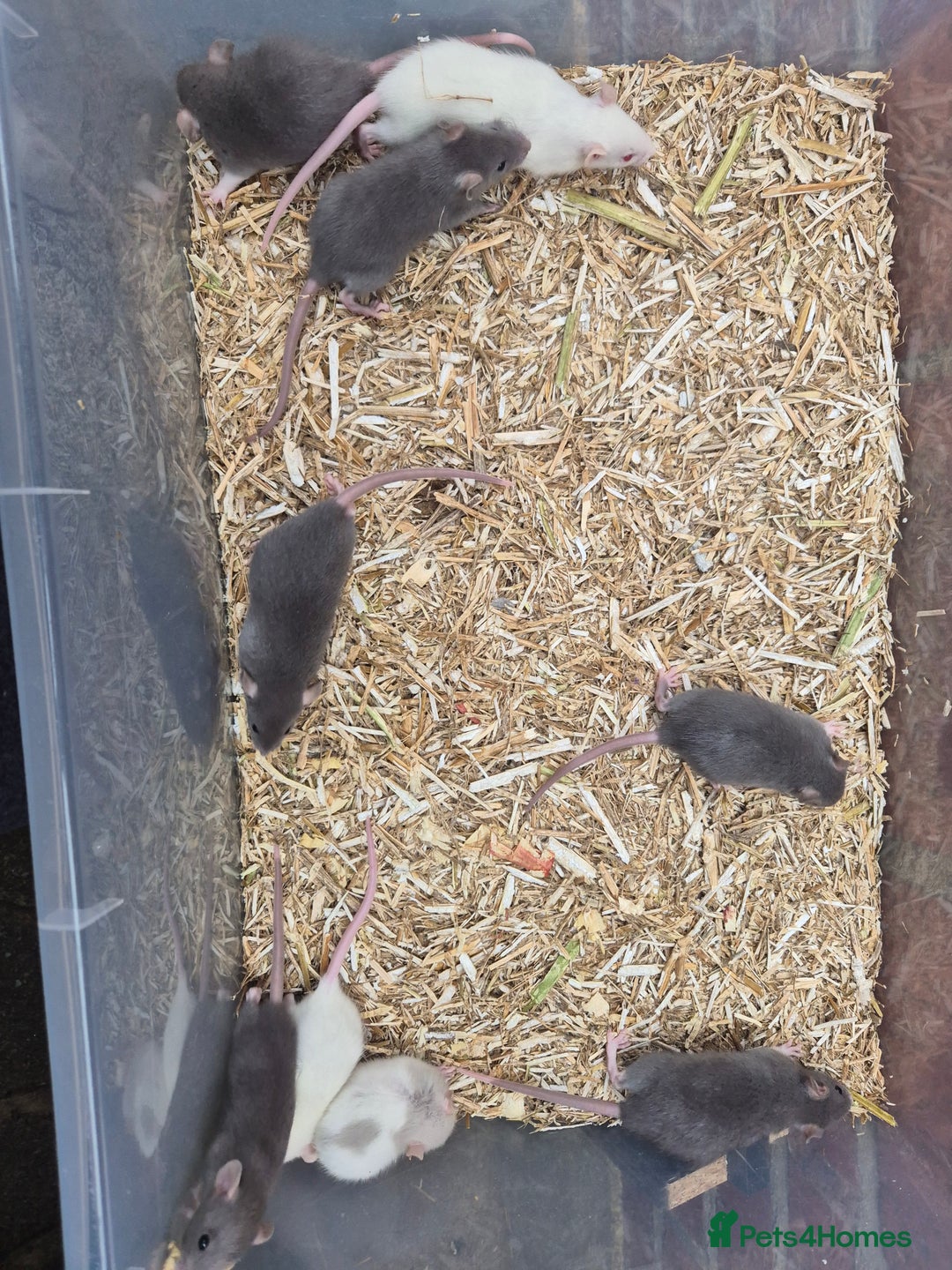 Rat rodents for sale: Male and female rats  - Advert 2