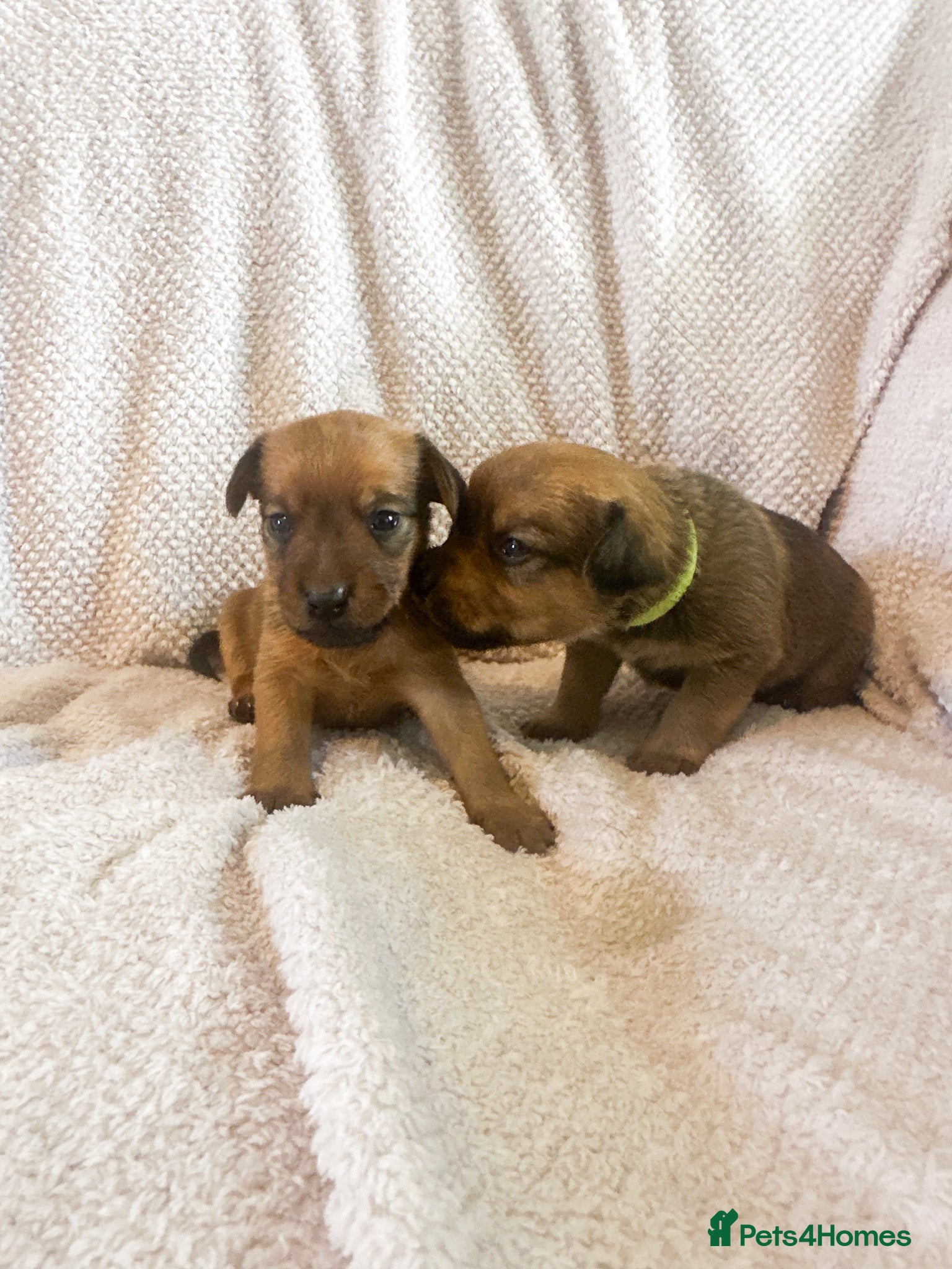 Mixed Breed Puppy 6