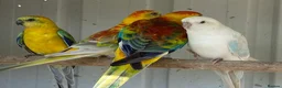 Parrots birds for sale: Quality tamed Red Rump Parrots for sale - Advert 4
