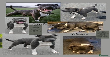 Staffordshire Bull Terrier dogs - Advert 12
