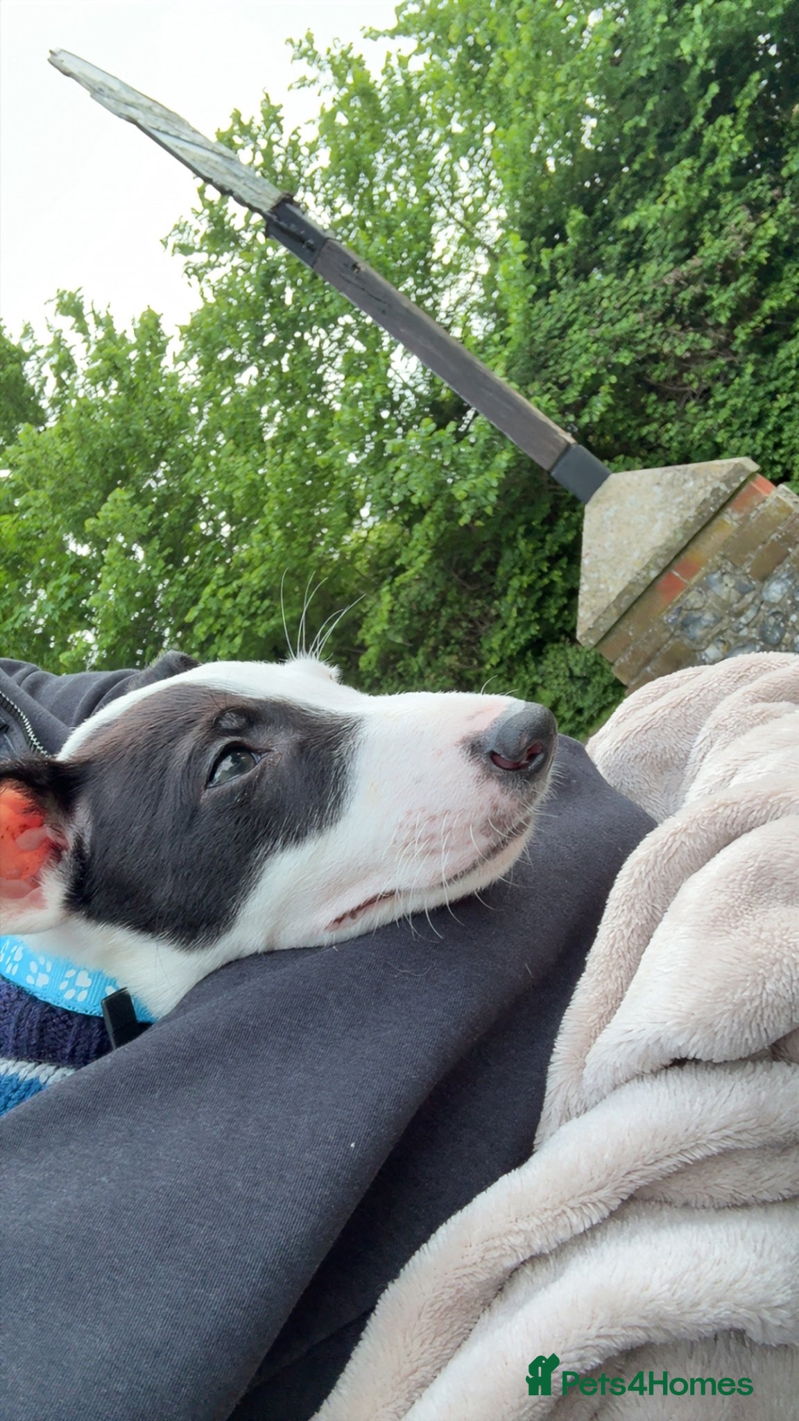 Mixed Breed dogs for sale: deerhound x - Advert 4