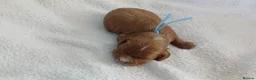 Cavapoo dogs for sale: F1 CAVAPOO PUPPIES  in Stevenage - Advert 26