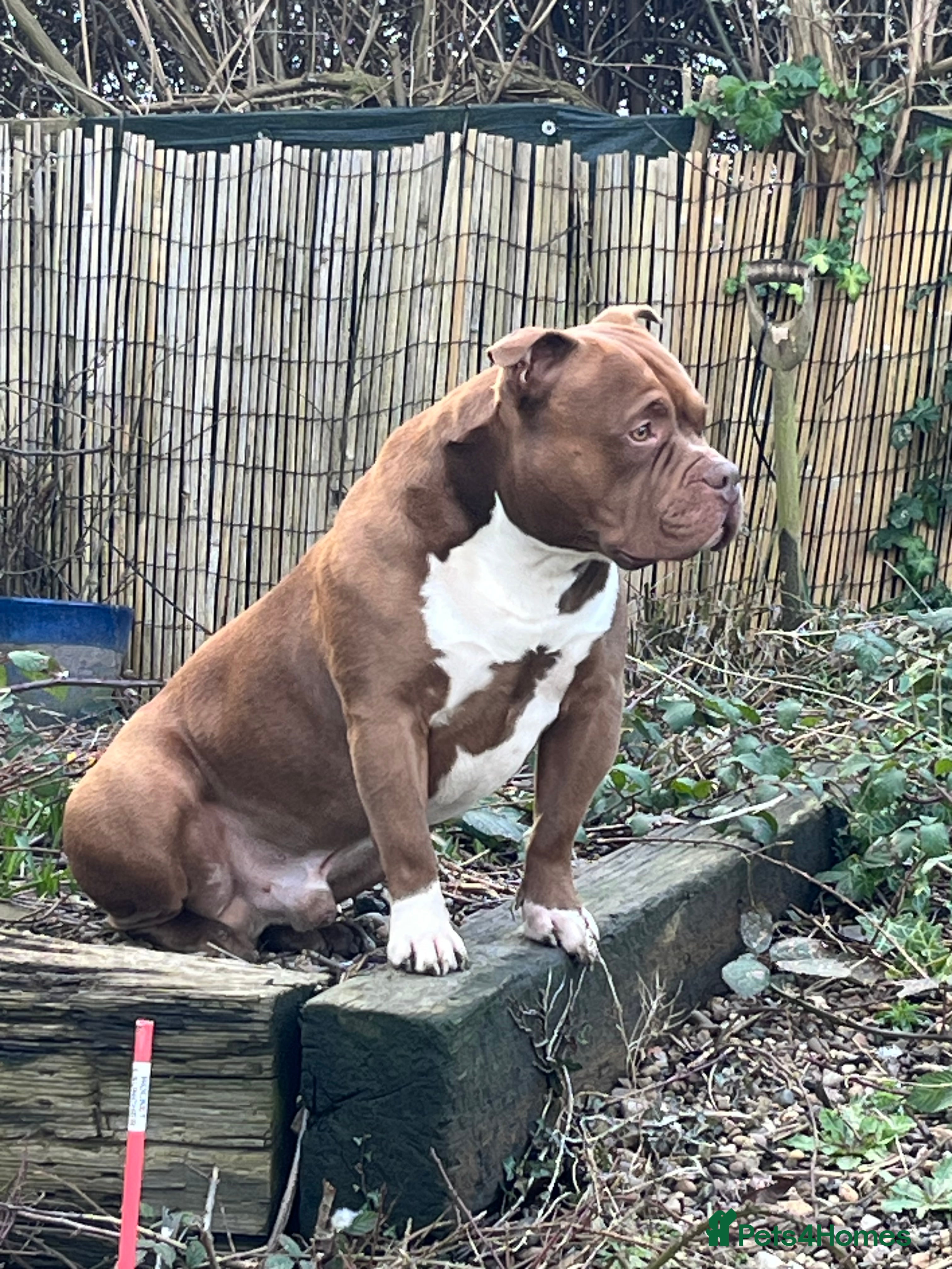 American Bully dogs Pocket Bully For Stud  in Sheffield - Advert 1