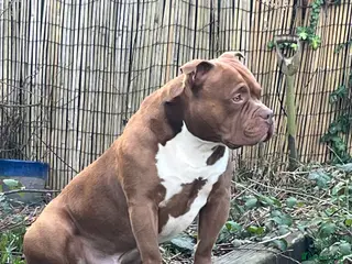 American Bully dogs Pocket Bully For Stud in Sheffield - Advert 1