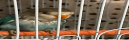 Lovebirds birds for sale: Beautiful little baby love bird  - Advert 5