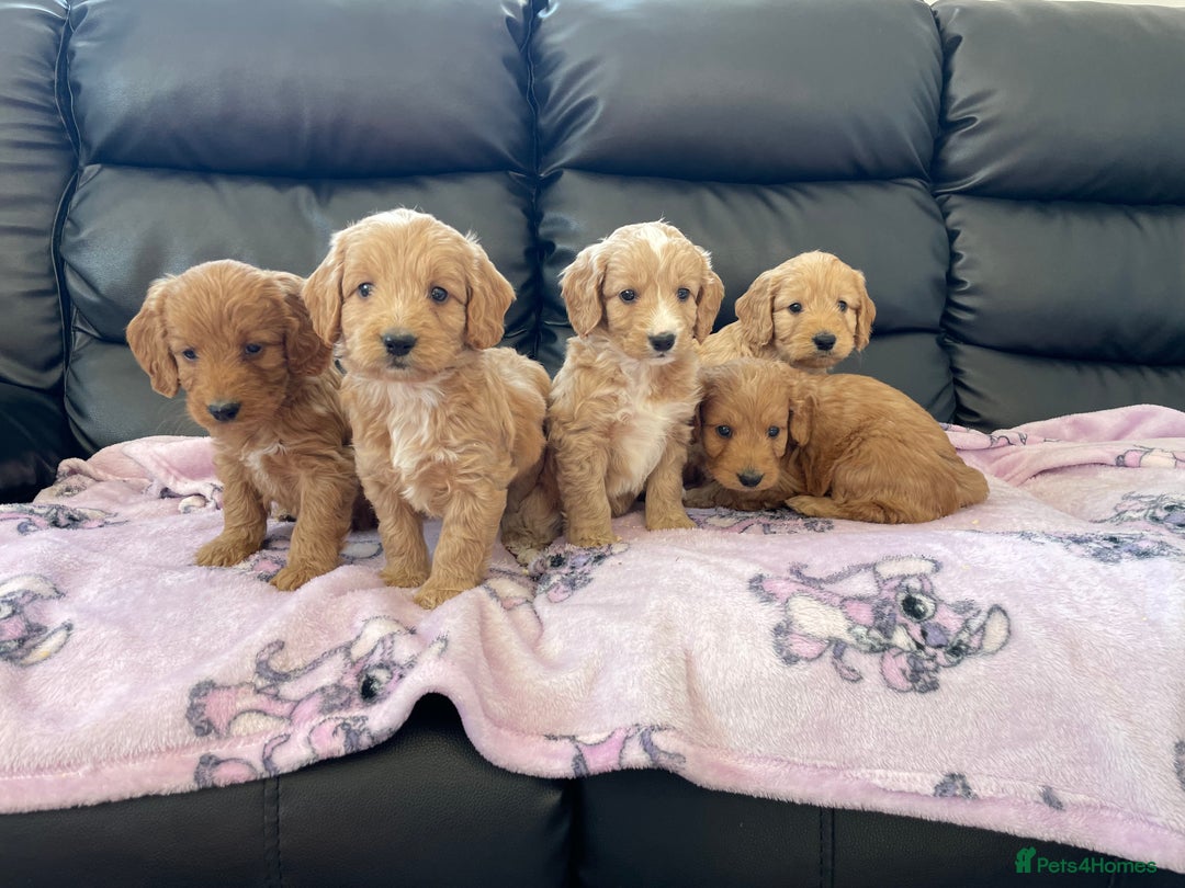 Cockapoo dogs for sale: Cockerpoo puppies - Image 5