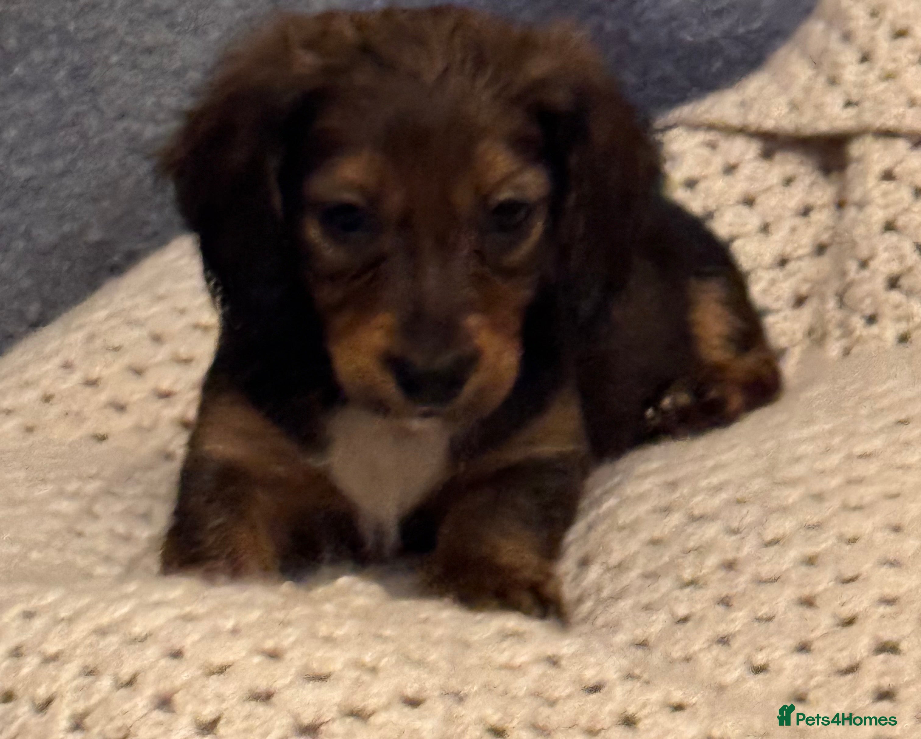 Dachshund dogs SABLE CREAM LONG HAIRED DACHSHUND PUPPIES - Advert 1