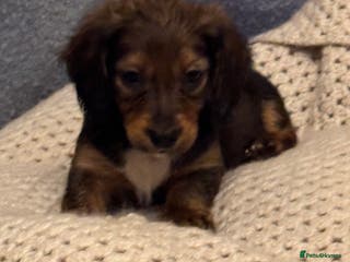Dachshund dogs SABLE CREAM LONG HAIRED DACHSHUND PUPPIES - Advert 4