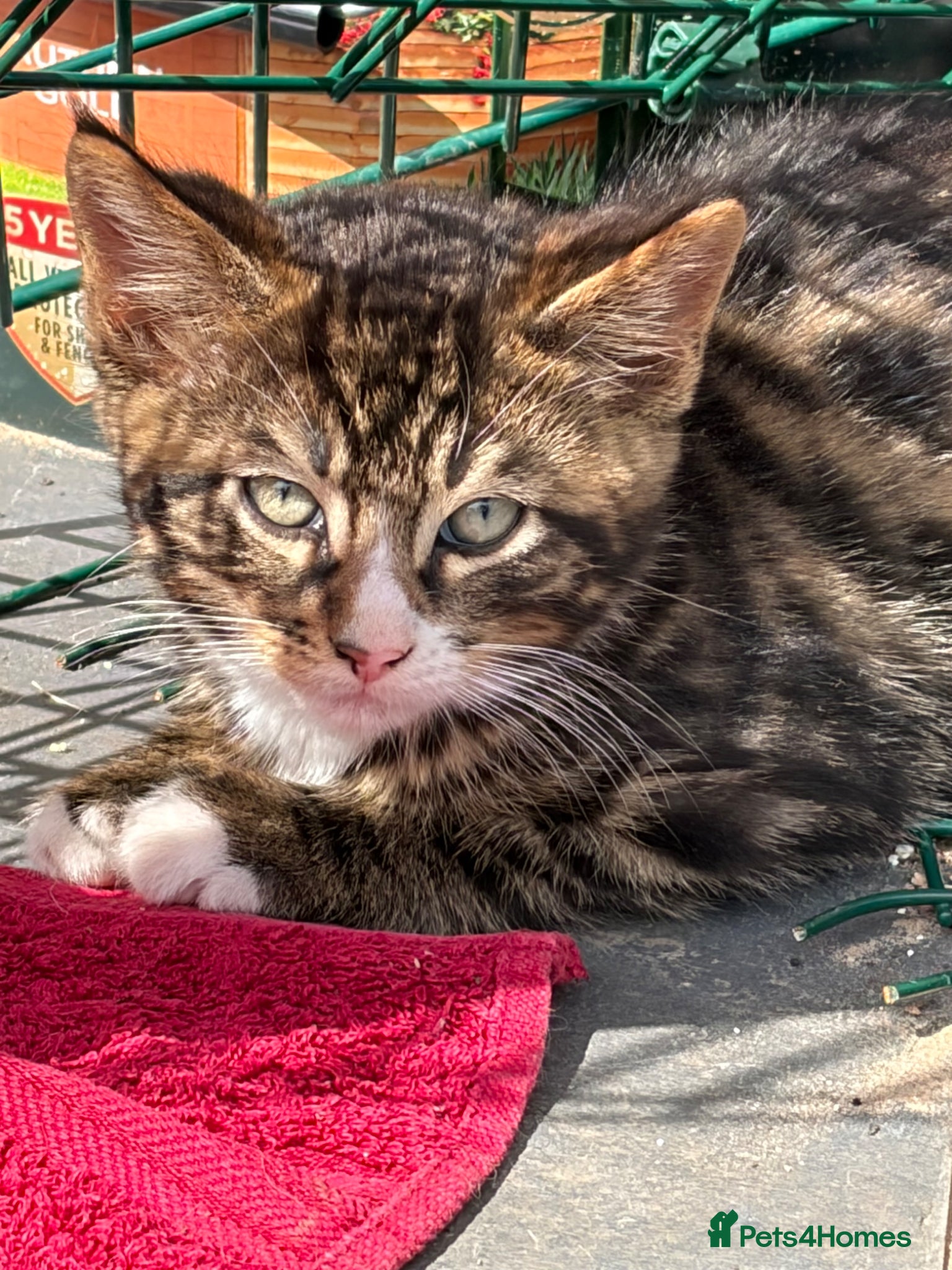 Maine Coon cats Champion XL Russian Maine coon X GCCF bengal - Advert 2