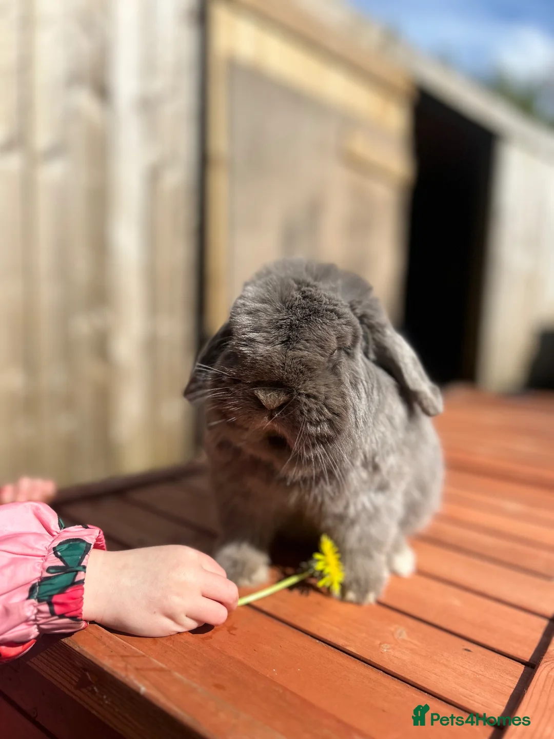 Mini Lop rabbits for sale: VACCINATED ADULT FRIENDLY MINI LOP - Advert 4