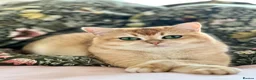 British Shorthair cats for sale: BSH Golden kittens TICA Reg - Advert 1