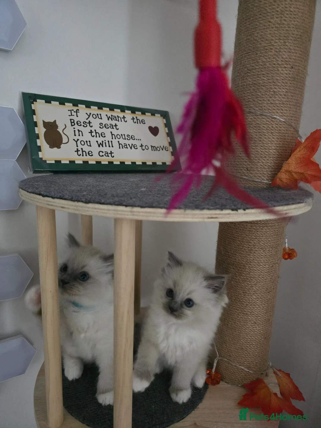 Ragdoll cats for sale: ✨ Purrfectly Plush Paws: GCCF Registered Ragdolls✨ - Advert 2