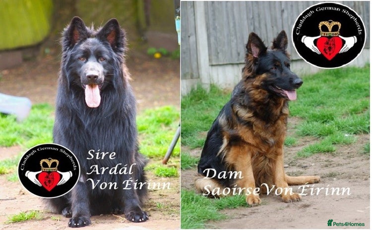 German Shepherd dogs - Advert 2
