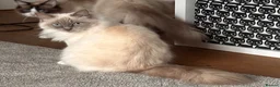 Ragdoll cats for sale: Beautiful 4yr old Blue Sealpoint Ragdoll - Advert 4