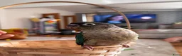 Conures birds for sale: Hand reared tame conure and kakarikis  - Advert 10