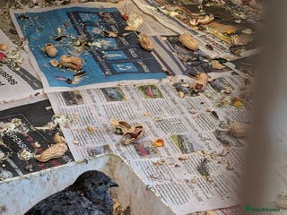 Quail poultry Quail - Advert 3