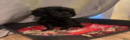Cocker Spaniel dogs for sale: Female cocker spaniel  for sale  in Chichester - Advert 6