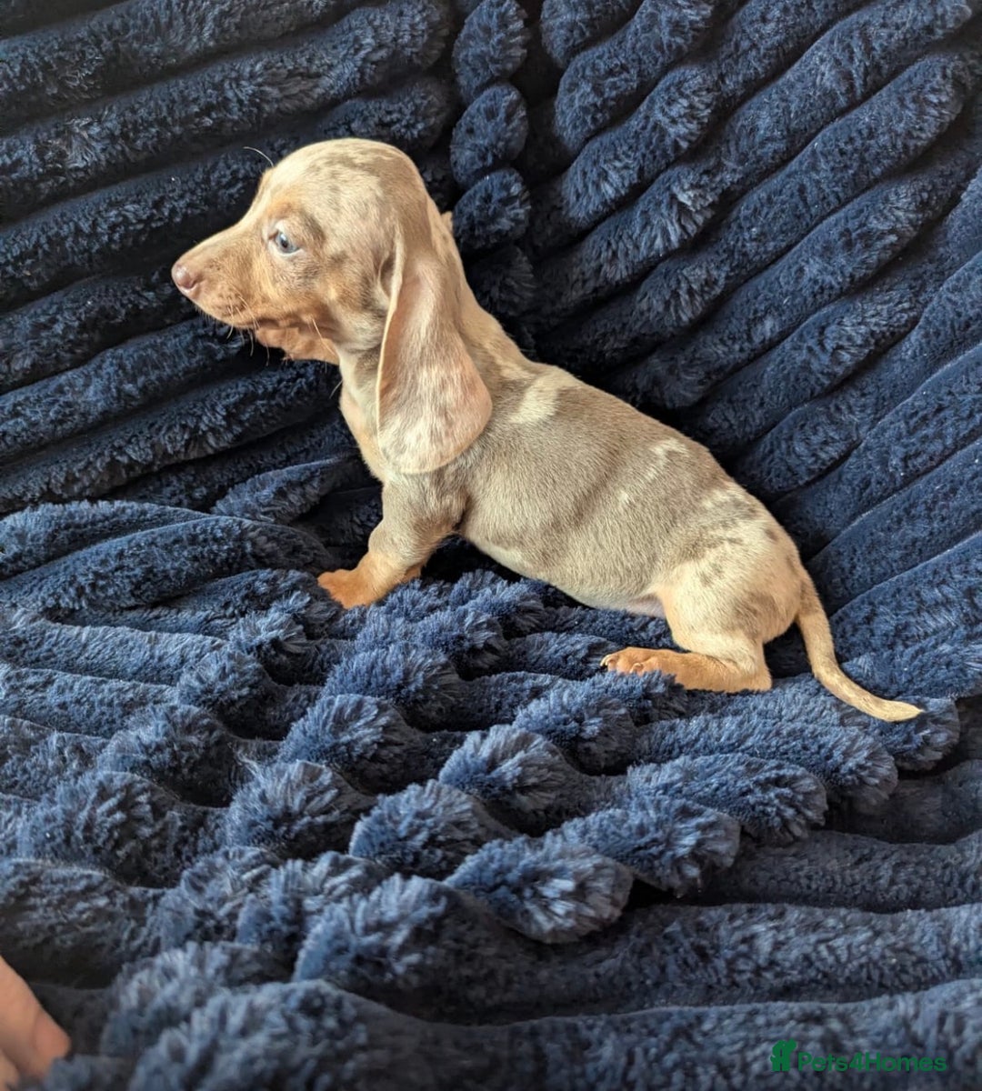 Miniature Dachshund dogs for sale: Miniature Isabella dapple  - Advert 3