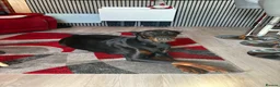 Dobermann dogs for sale: Exceptional Pedigree Doberman pups for sale  in Burntisland - Advert 6