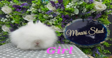 Lionhead rabbits in Gloucester - Advert 12