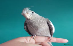 Cockatiels birds for sale: Hand reared semi tame DNA sexed baby cockatiel  in Worthing - Image 4