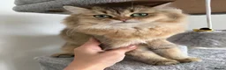 British Longhair cats for sale: British Longhair kittens for sale - Advert 7