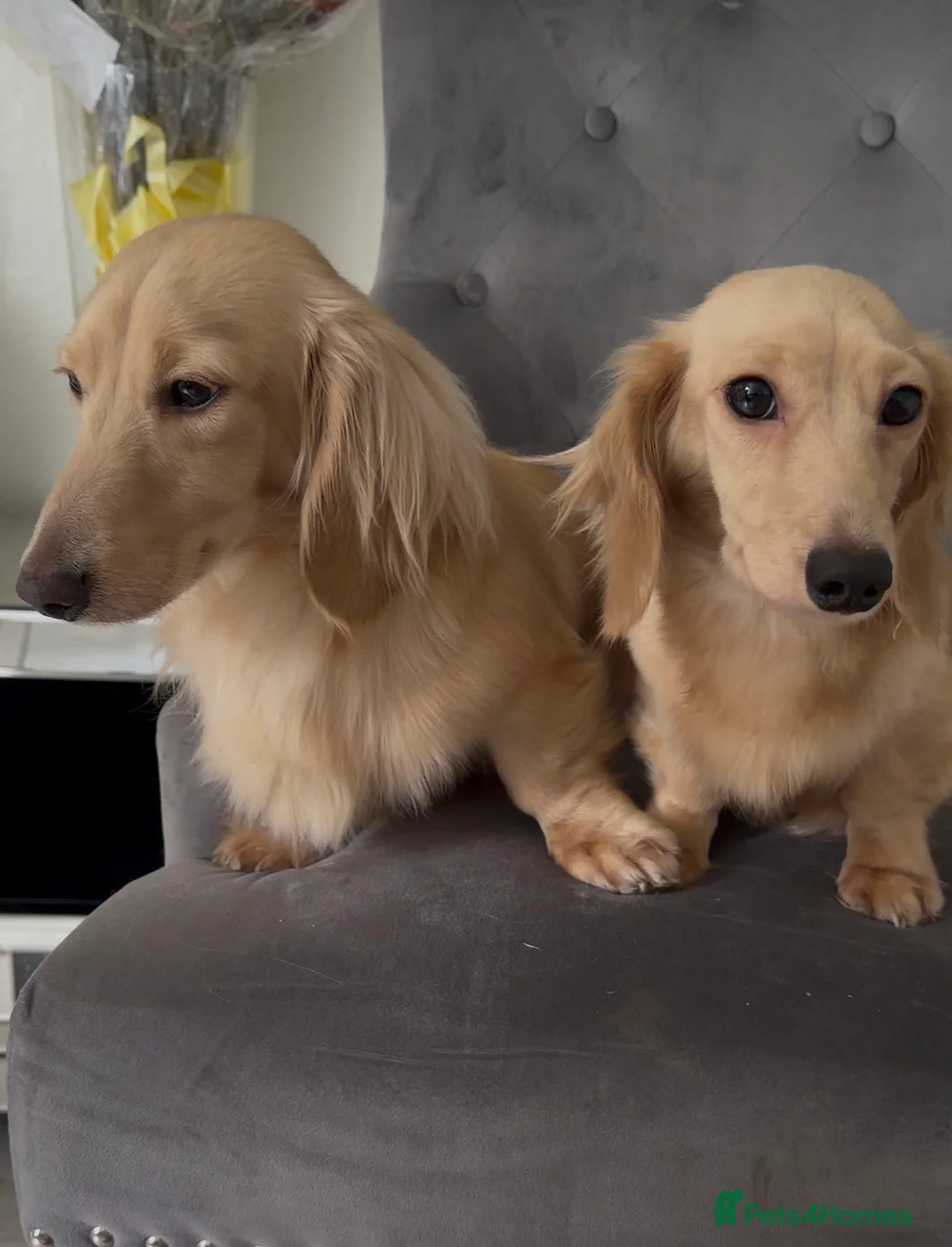 Dachshund dogs for sale: Cream full long haired dachshund puppies  - Advert 2
