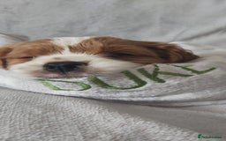 Cavalier King Charles Spaniel dogs for sale: Cavalier King Charles Spaniel Puppies for Sale 🐾 - Image 4