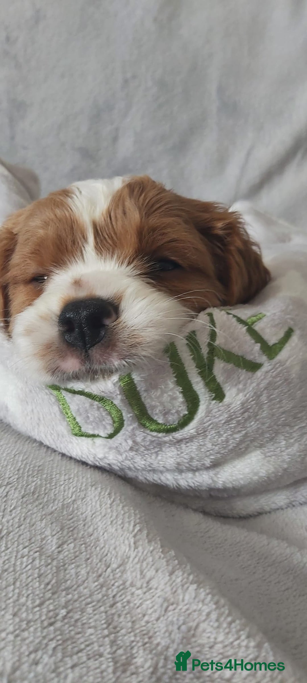 Cavalier King Charles Spaniel dogs for sale: Cavalier King Charles Spaniel Puppies for Sale 🐾 - Image 4