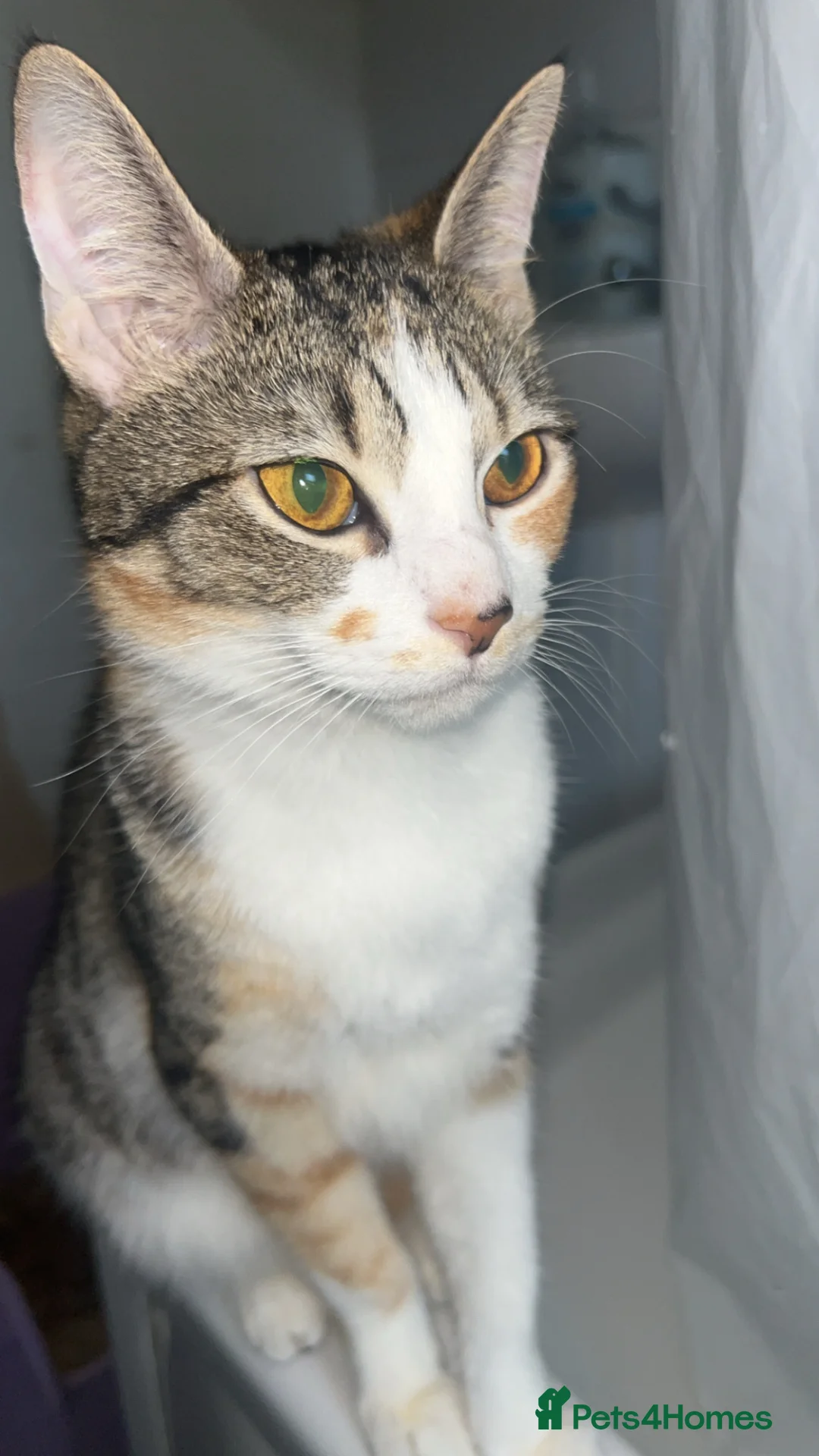 American Shorthair cats for sale: 3 adorable kittens for sale🐱 - Advert 2