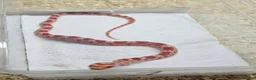 Corn Snake reptiles for sale: Corn snake  in Leicester - Advert 27