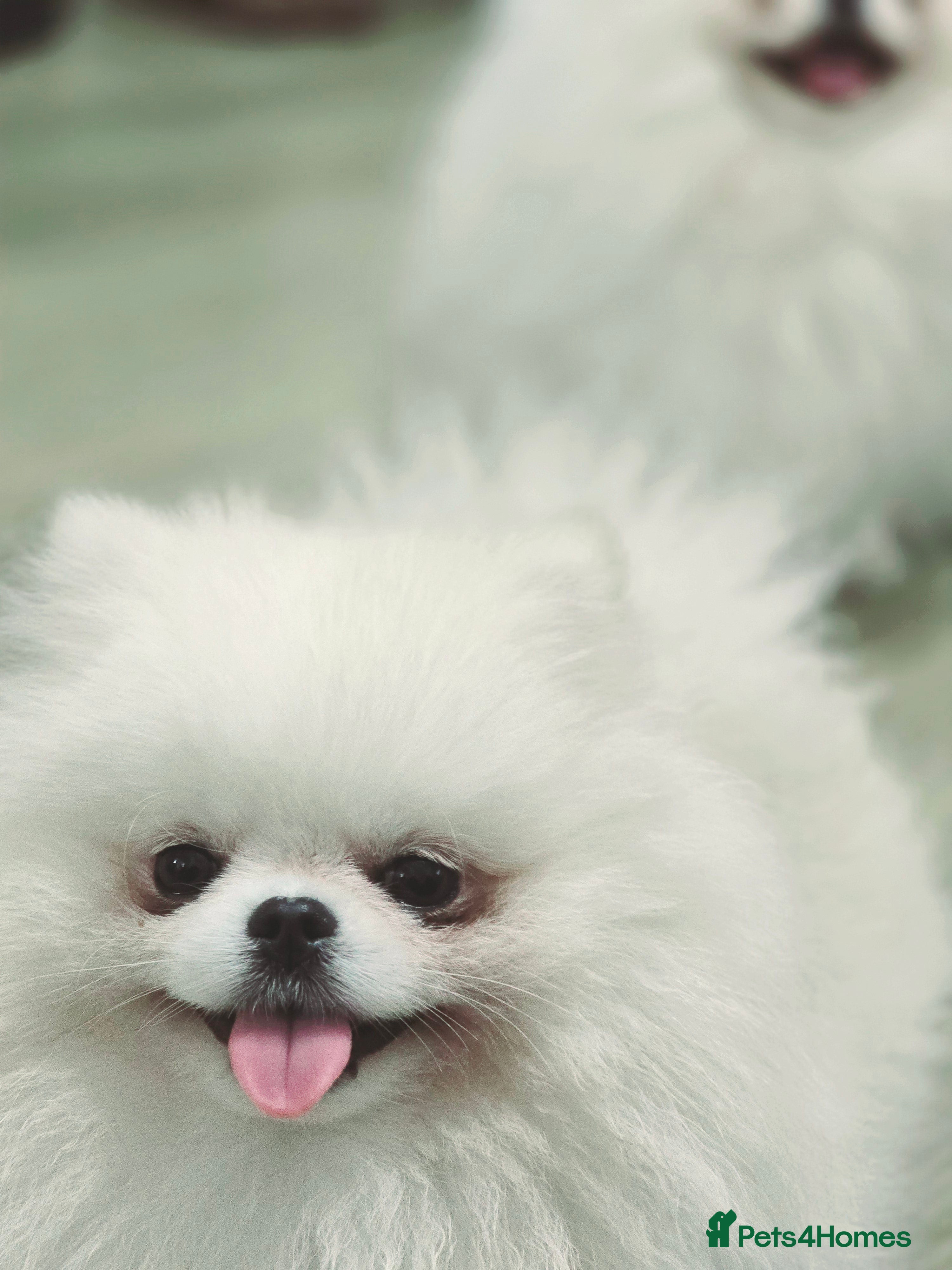 Pomeranian dogs 🌟 PREMIUM STUD SERVICE: "KIMCHI" 🌟 - Advert 7