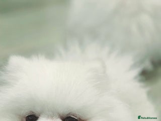 Pomeranian dogs 🌟 PREMIUM STUD SERVICE: "KIMCHI" 🌟 - Advert 7