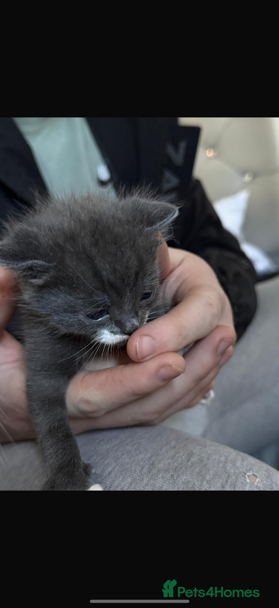 British Shorthair cats for sale: British short hair x domestic kittens  - Image 16