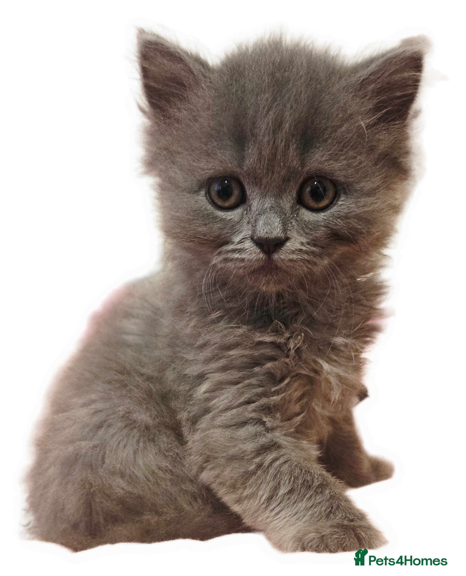 British Longhair cats British Longhair Blue Male  - Advert 7