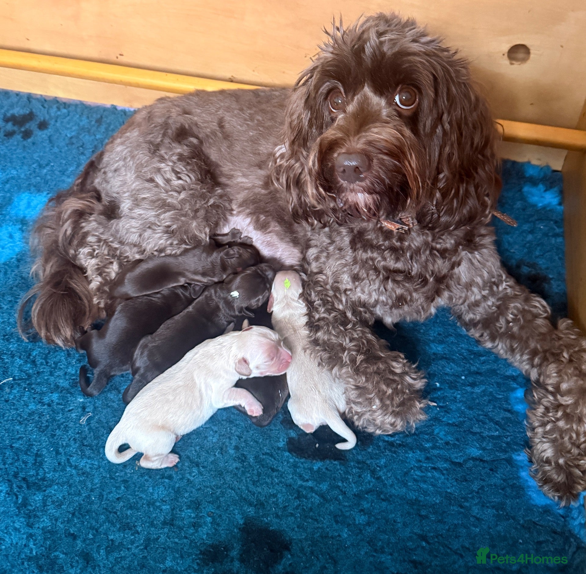 Australian Labradoodle dogs     🐾 Adorable Australian Labradoodle Puppies  - Advert 1