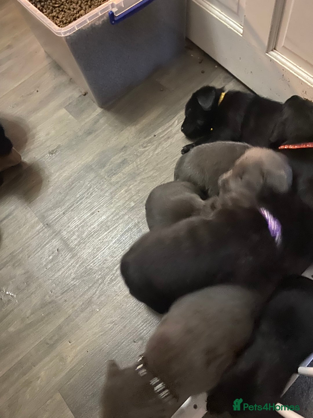 Labrador Retriever dogs for sale: Silver Labrador puppies  - Advert 9