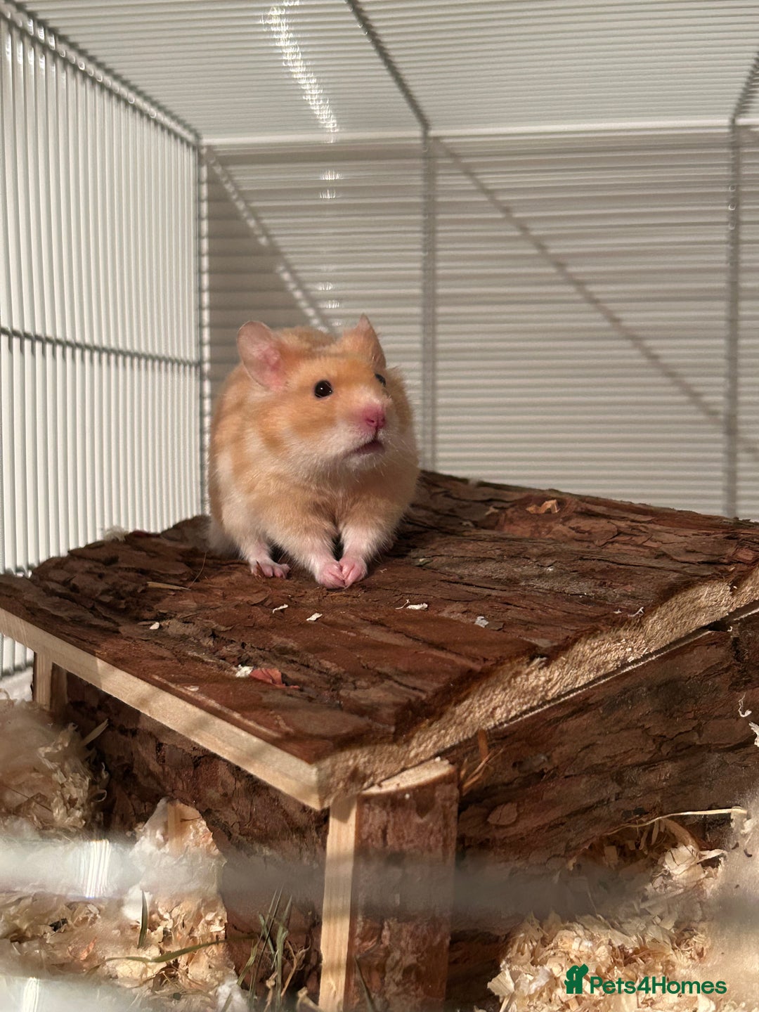 Hamster rodents for sale: Golden Syrian Hamster- Price includes everything! - Advert 3