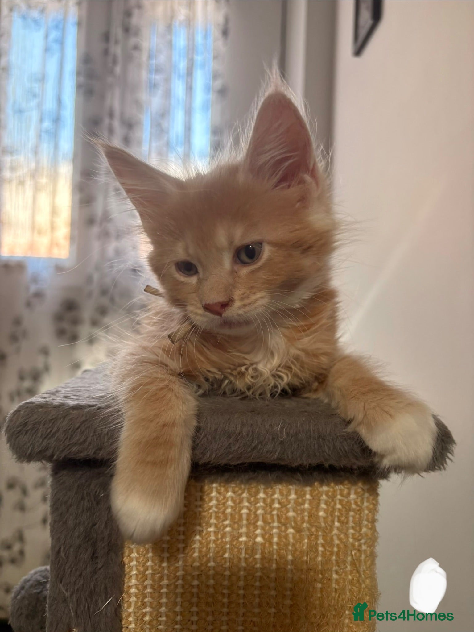 Maine Coon cats 🐾 Stunning TICA Registered Maine Coon Kittens  - Advert 7