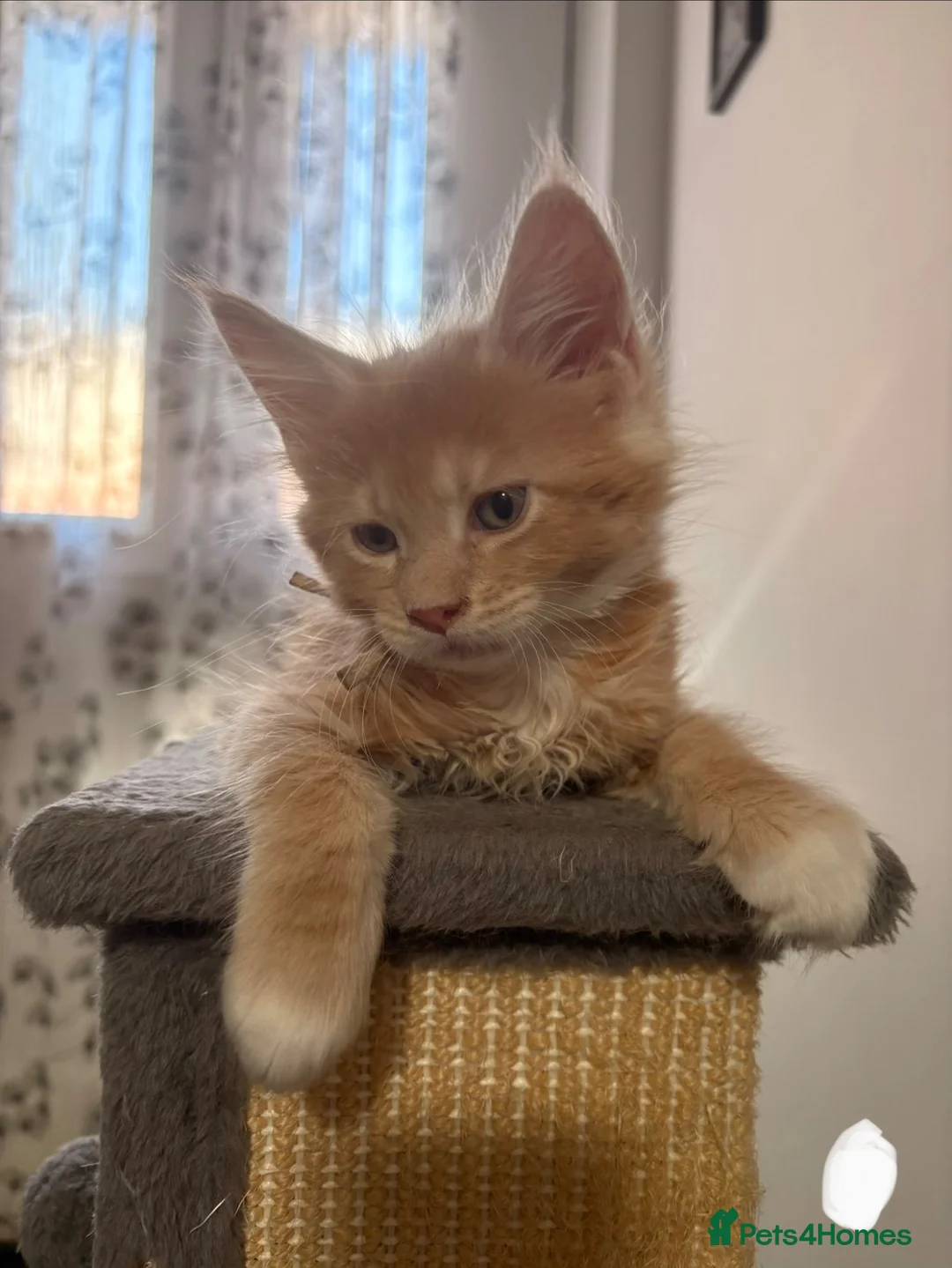 Maine Coon cats for sale: 🐾 Stunning TICA Registered Maine Coon Kittens  - Advert 1