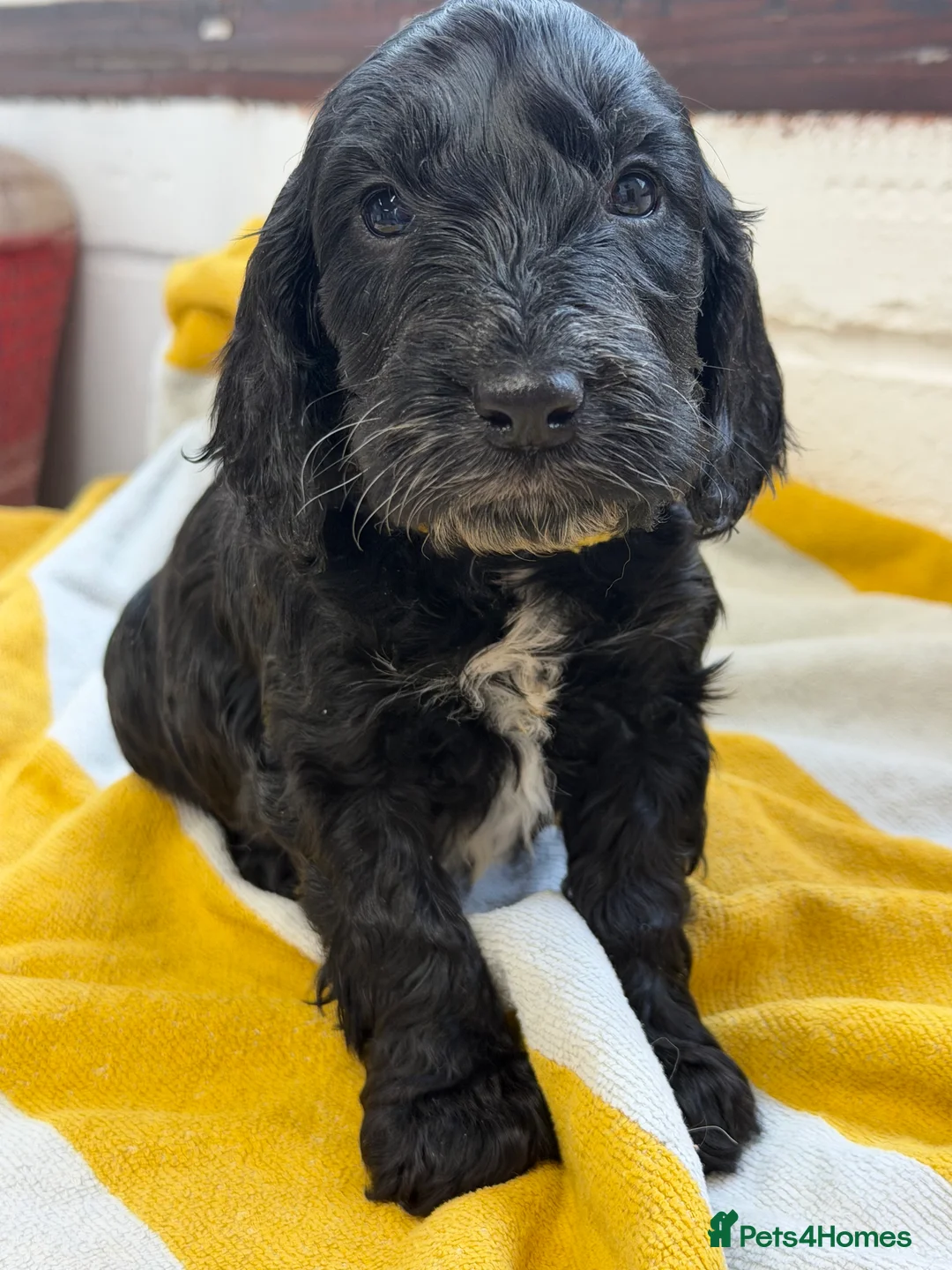 Cockapoo dogs for sale: 2 boys left F1 cockapoos ready to go  - Advert 2