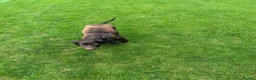 Cocker Spaniel dogs for sale: Chase  - Advert 5