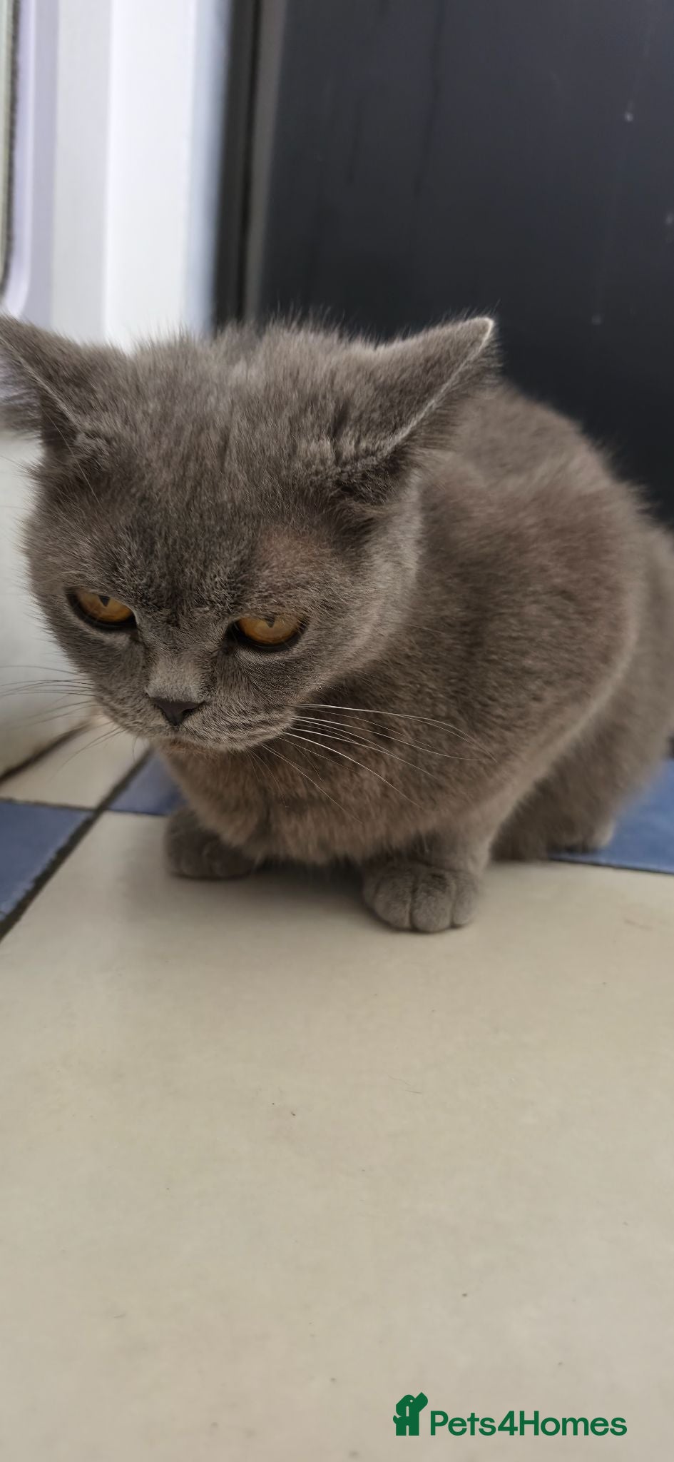Mixed Breed cats Mixed breed kittens from British Shorthair mother - Advert 2