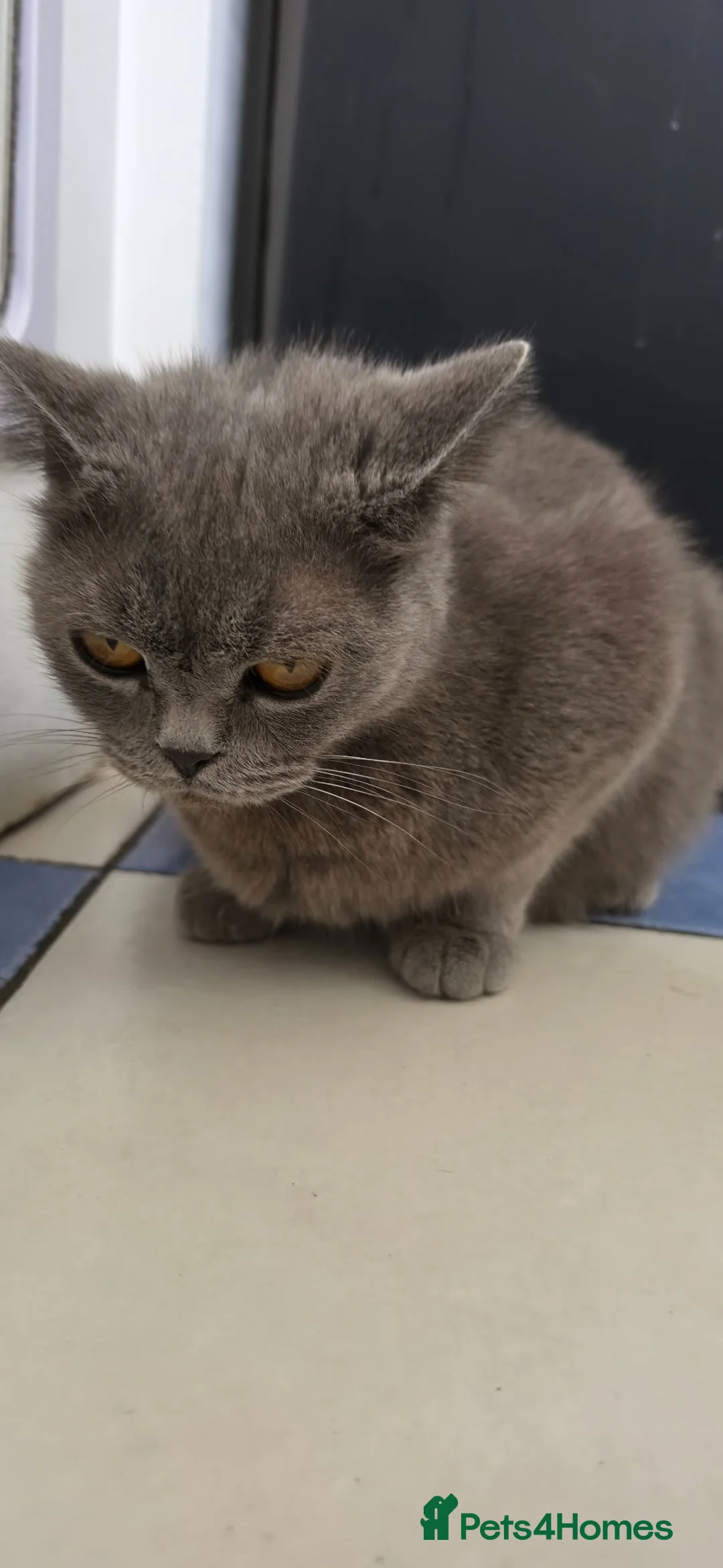 Mixed Breed cats for sale: Mixed breed kittens from British Shorthair mother - Advert 1