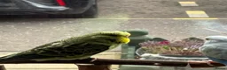 Budgerigars birds for sale: Beautiful male budgies  in Arbroath - Advert 2