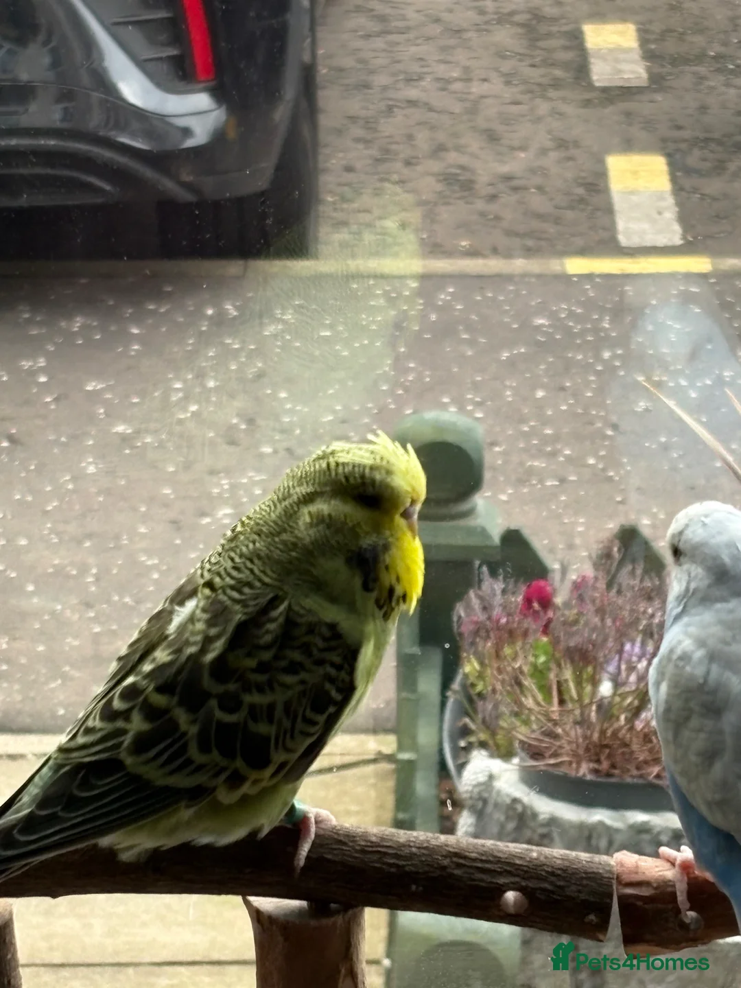 Budgerigars birds for sale: Beautiful male budgies  in Arbroath - Advert 2